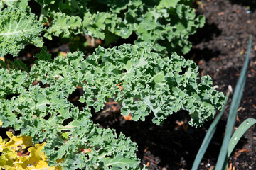 Kale growing in the garden in summer, selective focus.