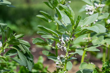 Broad beans blooming in the garden in summer, selective focus.