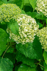 Hydrangea blooming in the garden in summer, selective focus.