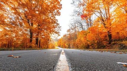 Obraz premium The winding road through vibrant autumn foliage amidst radiant fall colors.