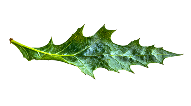 green leaf with water drops isloated on white background