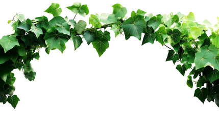 Green plant leaves form a natural border, Green ivy vine, Liana ivy plant bush nature frame jungle border, Ivy Hanging, Isolated on white background, clipping path included, transparent png.