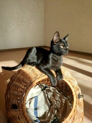 cat in basket © Фёдор Титарчук