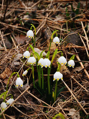 Spring Snowflake Flower Leucojum vernum Delicate White Petals Closeup Detail