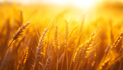 Close up of rye ears, field of ripening rye in a summer day. Sunrise or sunset time
