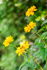 Yellow daisy flower blooming in the garden in summer, selective focus