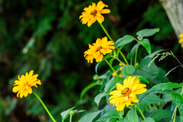 Yellow daisy flower blooming in the garden in summer, selective focus
