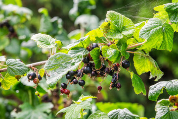 Blackcurrant growing in the garden in summer, selective focus.