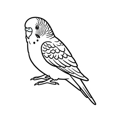 Illustration of a parakeet with detailed line work silhouette