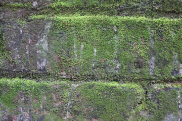 Closeup view of a brick wall covered in green moss