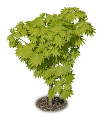 Acer shirasawanum aureum.