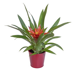Bromeliaceae
