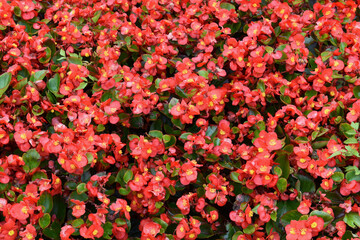 red and yellow flowers