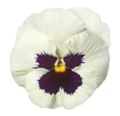 Fleur de pensée