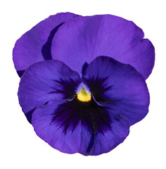 Fleur de pensée