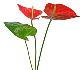 Fleurs d'Anthurium rouge	