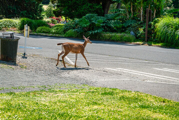Park Deer Crossing