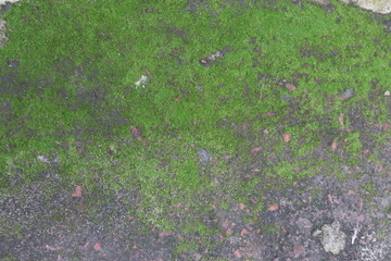 Close-up of green moss growing on concrete