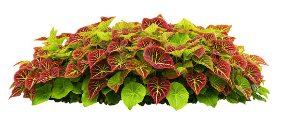 Lush Bush of Coleus Plants with Red and Green Leaves isolated on white or transparent background Cutout PNG