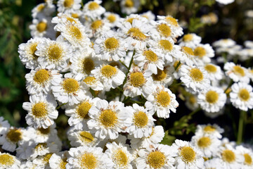 white flowers in the garden