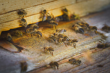  Bees swarm at the entrance of their hive, captured in close-up, highlighting pollination, teamwork, and sustainable beekeeping.