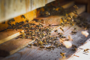  Bees swarm at the entrance of their hive, captured in close-up, highlighting pollination, teamwork, and sustainable beekeeping.