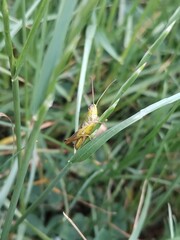 spider on a leaf