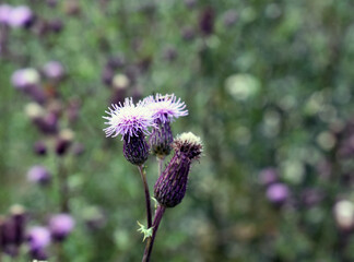 purple thistle flower