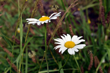 daisy in the grass