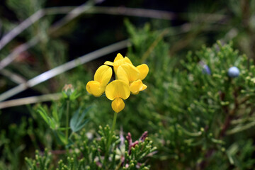 yellow flower in the garden