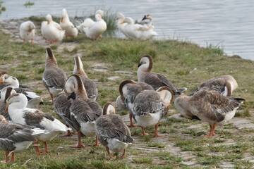 Beautiful ducks joyfully playing in water with a scenic background