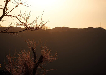 silhouette of a tree in sunset