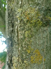 tree bark texture