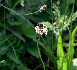 strange flower