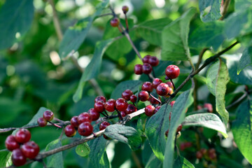 red berries on a branch
