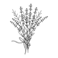 Lavender flowers branch bouquet black outline silhouette. Floral hand drawn doodle isolated element for design.