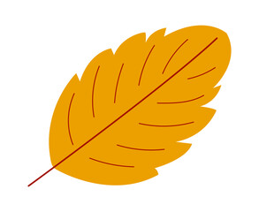 Autumn leaf isolated on transparent background. Element for season design.