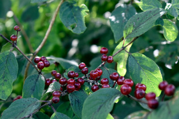 red berries on a branch
