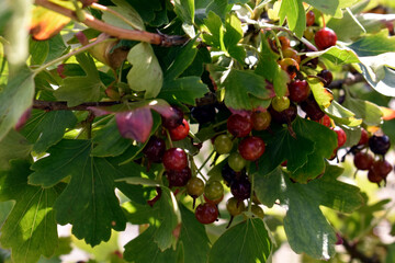 green berries on the tree
