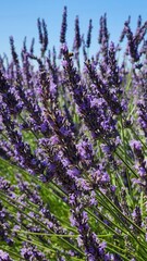 English lavender (Lavandula angustifolia)