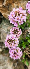 Obraz premium Round-leaved pennycress (Noccaea rotundifolia)