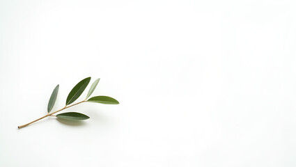 Obraz premium Solitary Lush Green Olive Branch Symbolizing Peace and Unity – Minimalist Botanical Illustration on White Background