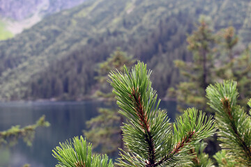 pine tree in the forest