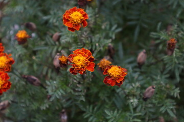 red and yellow flowers
