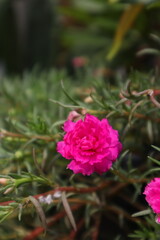 pink rose in the garden