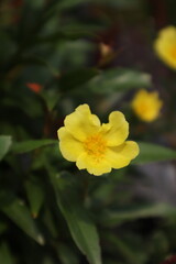 yellow flower on green background