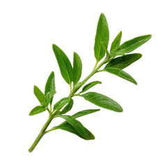 Fresh Green Sage Herb Sprig Isolated on Transparent Background

