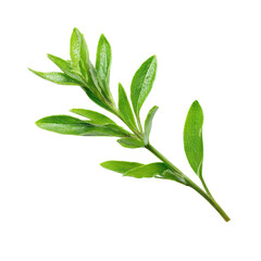 Fototapeta premium Fresh Green Sage Herb Sprig Isolated on Transparent Background