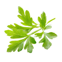 Obraz premium Fresh Green Sage Herb Sprig Isolated on Transparent Background