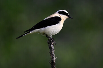 Balkansteinschmätzer // Eastern black-eared wheatear (Oenanthe melanoleuca) - Peloponnes, Griechenland